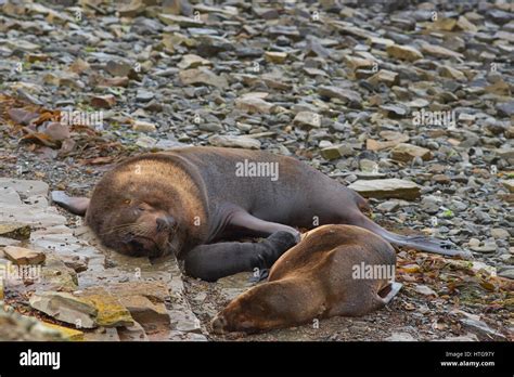 Breeding pair of Southern Sea Lions (Otaria flavescens) with pup on the coast of Bleaker Island ...