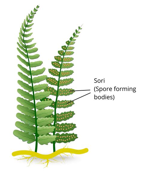 Budding, Fragmentation, and Spore formation — lesson. Science CBSE, Class 7.