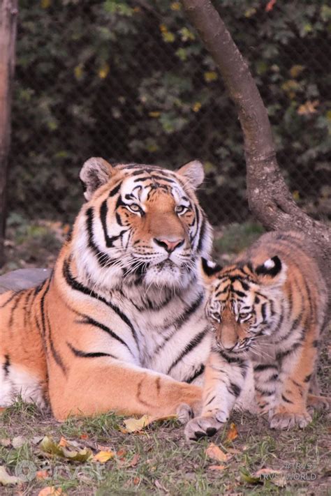 22 Fantastic Tiger Facts for Big Cat Lovers | Female tiger, Tiger facts ...