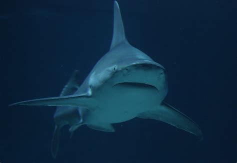 Shark, London Sealife Aquarium | Sealife, Aquarium, Shark