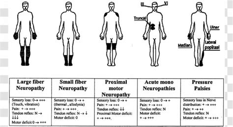 Peripheral Neuropathy Chronic Inflammatory Demyelinating Polyneuropathy Diabetic Neuropathic ...