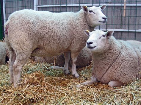 Texel sheep | The Texel is a Dutch sheep breed noted for its… | Flickr