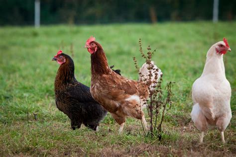 Hens « Orchard Organic Farm Growing Corn, Organic Farming, Hens ...