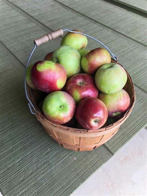 Apple Picking + Recipes to Use a Lot of Apples - Trial and Eater