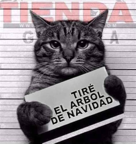 Memes de gatos y árboles de navidad – Memes graciosos 2021