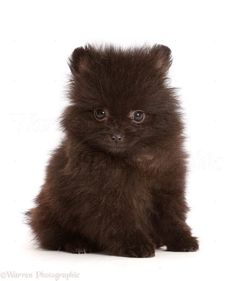 Dog: Black Pomeranian puppy sitting photo WP47467