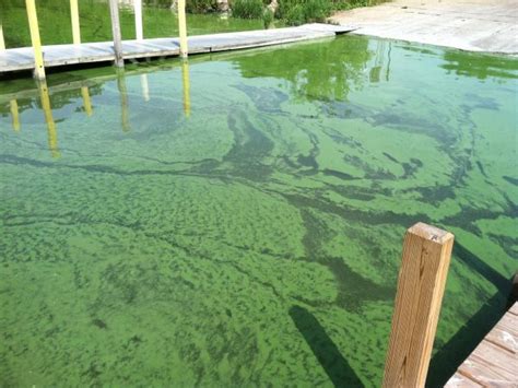 Great Lakes Moment: Harmful algal blooms negatively impact the Lake ...