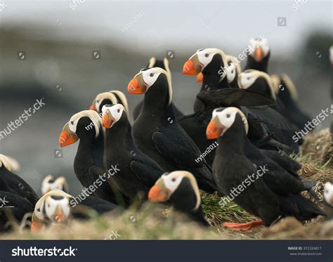 979 Tufted puffin Images, Stock Photos & Vectors | Shutterstock