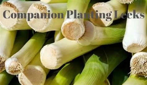 Companion Planting Leeks - Growing Guides