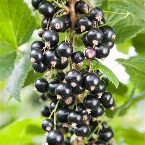 Blackcurrant Bush 'Ben Hope' : Pomona Fruits, Buy Fruit Trees, Soft Fruit Bushes, Apple Trees ...