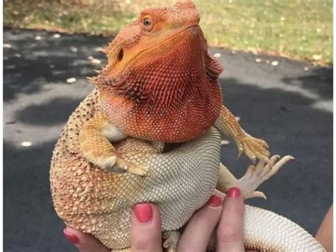 Overweight Bearded Dragon - Signs and Weight Loss Tips | Being Reptiles