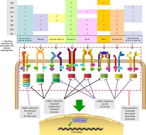 Overview Of Janus Kinase Jak Signaling Pathways And Jak Inhibitors In | sexiezpix Web Porn