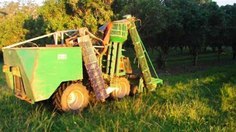 Harvesting Macadamias - YouTube