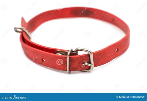 Cat collar flea stock photo. Image of soft, elastic, collar - 43382698