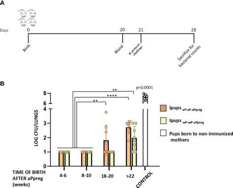 Frontiers | Impact of maternal whole-cell or acellular pertussis primary immunization on ...