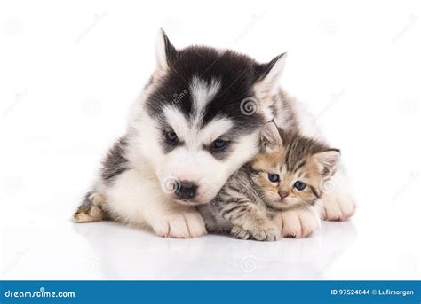 Cute Siberian Husky Puppy Cuddling Cute Kitten Stock Photo - Image of ...