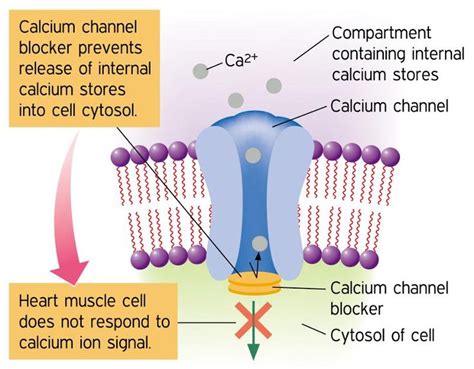 Calcium channel blockers | Nursing school survival, School survival ...