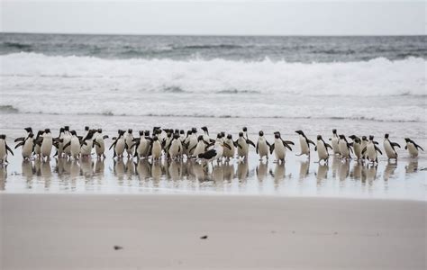 March of the Penguins | Smithsonian Photo Contest | Smithsonian Magazine