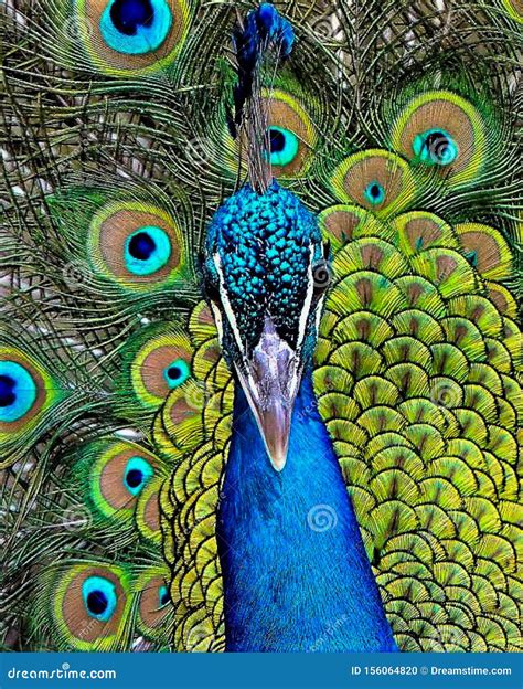 Gorgeous Close-up of a Peacock with Tail Feathers Spread Stock Photo ...