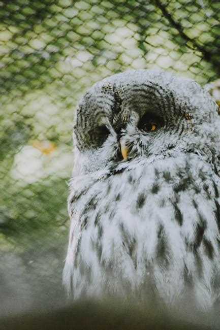 Black Owl · Free Stock Photo