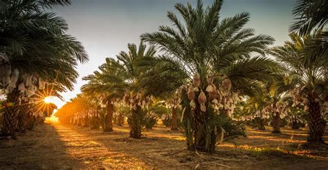 Kebun Kurma Terbesar di Arab Saudi, 60 Jenis Ada di Sini