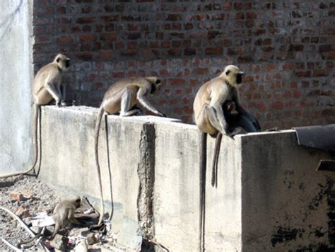 Urban Wildlife on the Indian Subcontinent – DFW Urban Wildlife