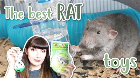 Safe Toys For Pet Rats | Wow Blog