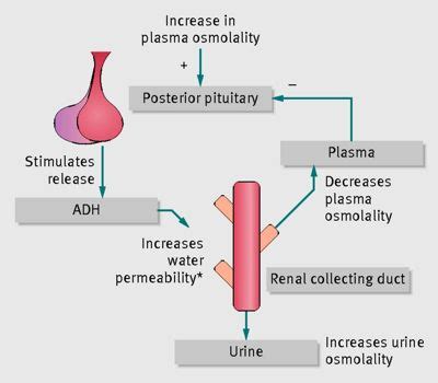 Mechanism of action of Antidiuretic Hormone (ADH) - QS Study