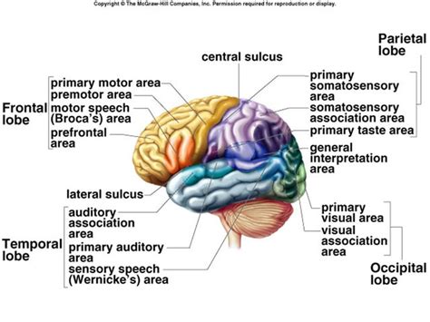 frontal lobe function - Google Search | Therapy | Frontal lobe function, Frontal lobe, Brain