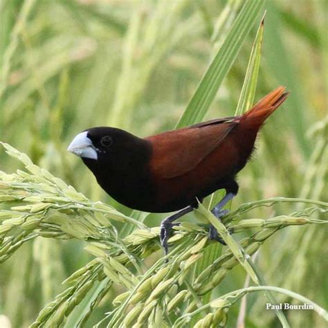 Birds Are Important Pest Of Tree Crops : In the philippines, there are various species of bird ...