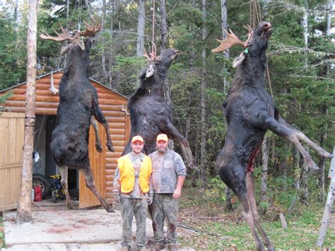 Maine Moose Hunting - Blackwater Outfitters