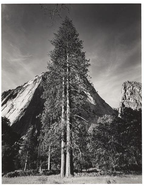 ANSEL ADAMS (1902–1984) , Trees and Cliffs, Yosemite Valley, California, 1954 | Christie's