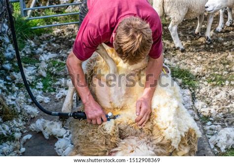 Sheep Shearing Process By Which Woollen Stock Photo (Edit Now) 1512908369