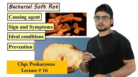 Bacterial soft rot disease in plants - YouTube