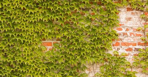 Plant Boston Ivy for that Ivy League Look - The Habitat