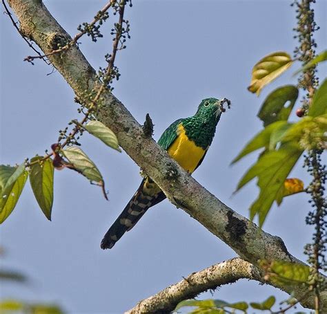 African Emerald Cuckoo male Chrysococcyx cupreus | Cuckoo, African, Bird