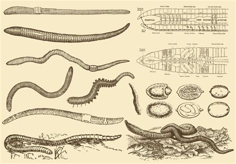 Earthworm Drawings 118784 Vector Art at Vecteezy