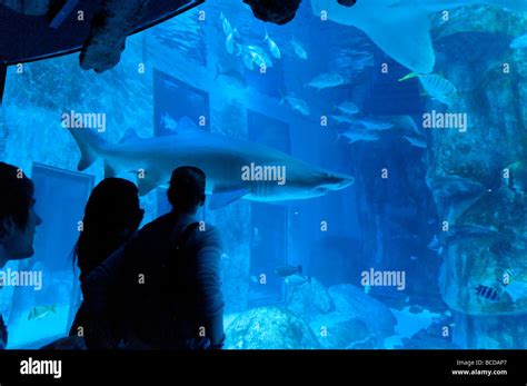 Shark in the Sea Life London Aquarium London England Britain UK Stock Photo: 24880079 - Alamy