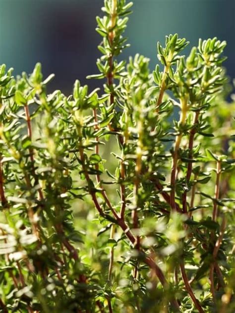 Here's A Great Guide To Growing Thyme Indoors From Seed - Indoor Garden ...