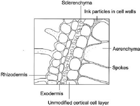 Schematic diagram to show blockage of apoplastic (cell wall) pores in... | Download Scientific ...