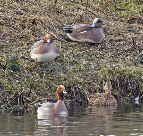 American Wigeon drake photo - John Anderson photos at pbase.com