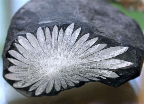 Chrysanthemum Stone: Natural Flower Stone