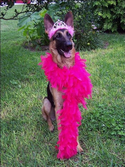 21 Of The Best German Shepherd Halloween Costumes We’ve Ever Seen - Dog Dispatch