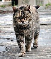 Farm cat - Wikipedia