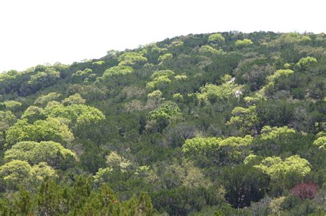 File:Spring Forest Leaves in Texas Hill Country.jpg - Wikipedia, the free encyclopedia