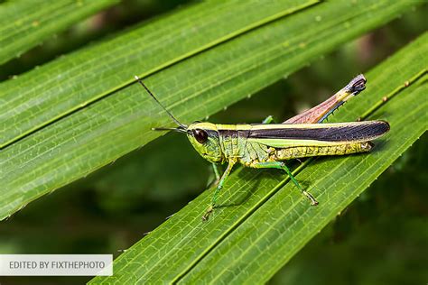 20 Insect Photography Tips for Photographers