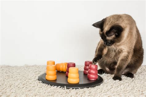 The Best Puzzle Feeders For Cats - CatTime