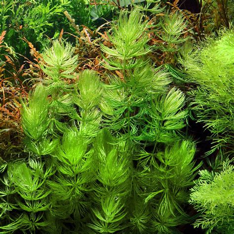 Foxtail (Ceratophyllum demersum) – Aquarium Gallery