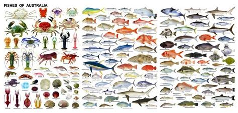 Australian Fish Species | Fish chart, Types of fish, Fish