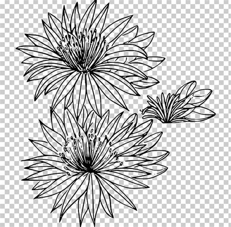 Montana Bitterroot Flower Drawing PNG, Clipart, Artwork, Bitterroot ...